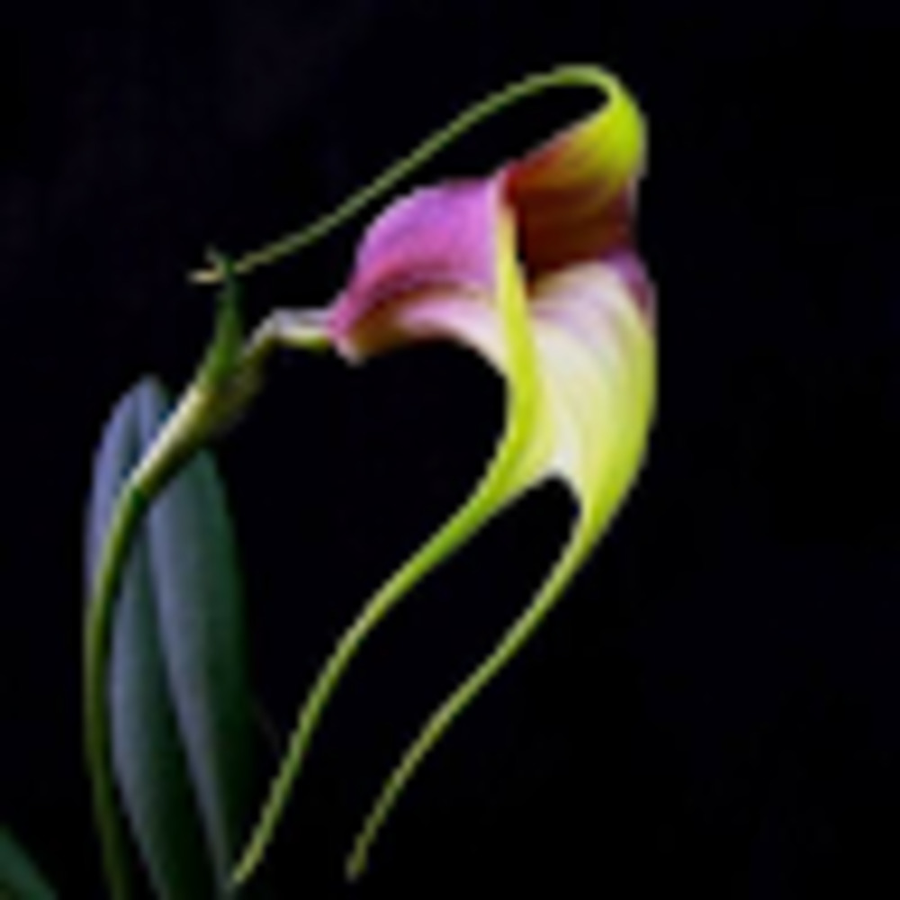 Meet your Posher, Jacinta